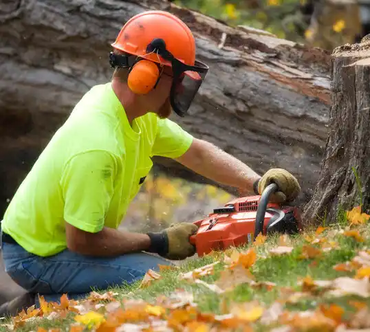 tree services Higginsville